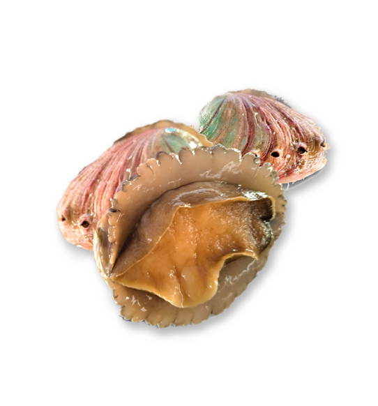 Entire Abalone Camanchaca